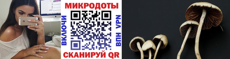 сколько стоит  Рыбинск  Псилоцибиновые грибы мицелий 